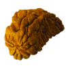Natural Cashew Shaped (Kaju) One Mukhi Lab Tested Medium