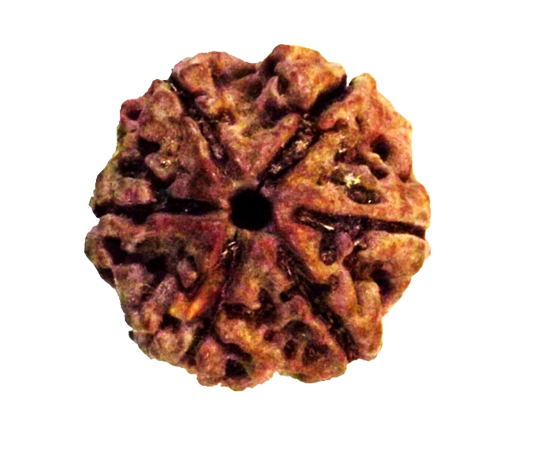 Natural Six Faced (Six Mukhi) Lab Tested Medeum