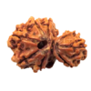 Natural Garbh Gauri Rudraksha Lab Tested Medium