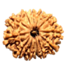 Natural Eleven Faced(Eleven Mukhi) Lab Tested Medeum