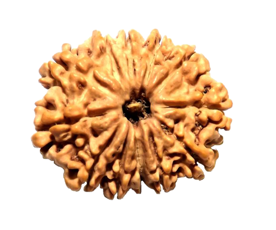 Natural Eleven Faced(Eleven Mukhi) Lab Tested Medeum