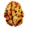 Natural Two Faced (Two Mukhi) Lab Tested Medeum