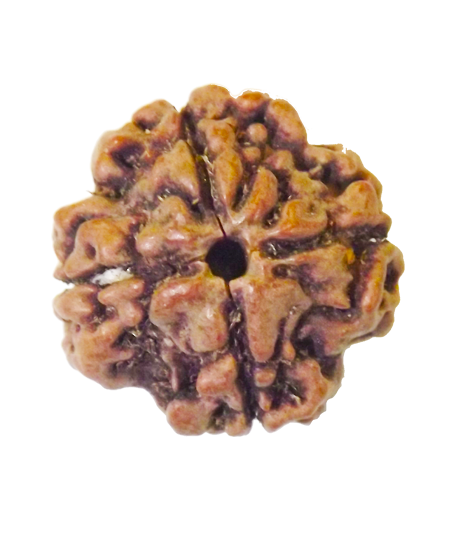 Natural Four Faced (Four Mukhi) Lab Tested Medeum