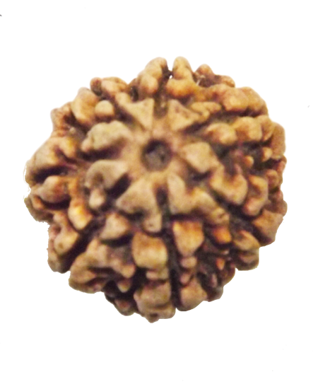 Natural Seven Faced (Seven Mukhi) Lab Tested Medium