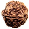 5 Mukhi Rudraksh Lab Certified (Brown)
