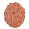 Natural Eight Faced (Eight Mukhi) Lab Tested Medium